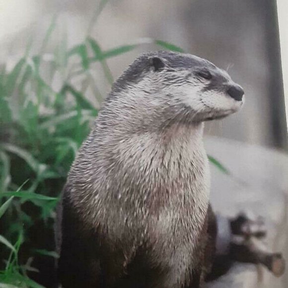 The Evolution of the Calgary Zoo (2007) 1st Edition by Tyler Trafford - Picture 5 of 9